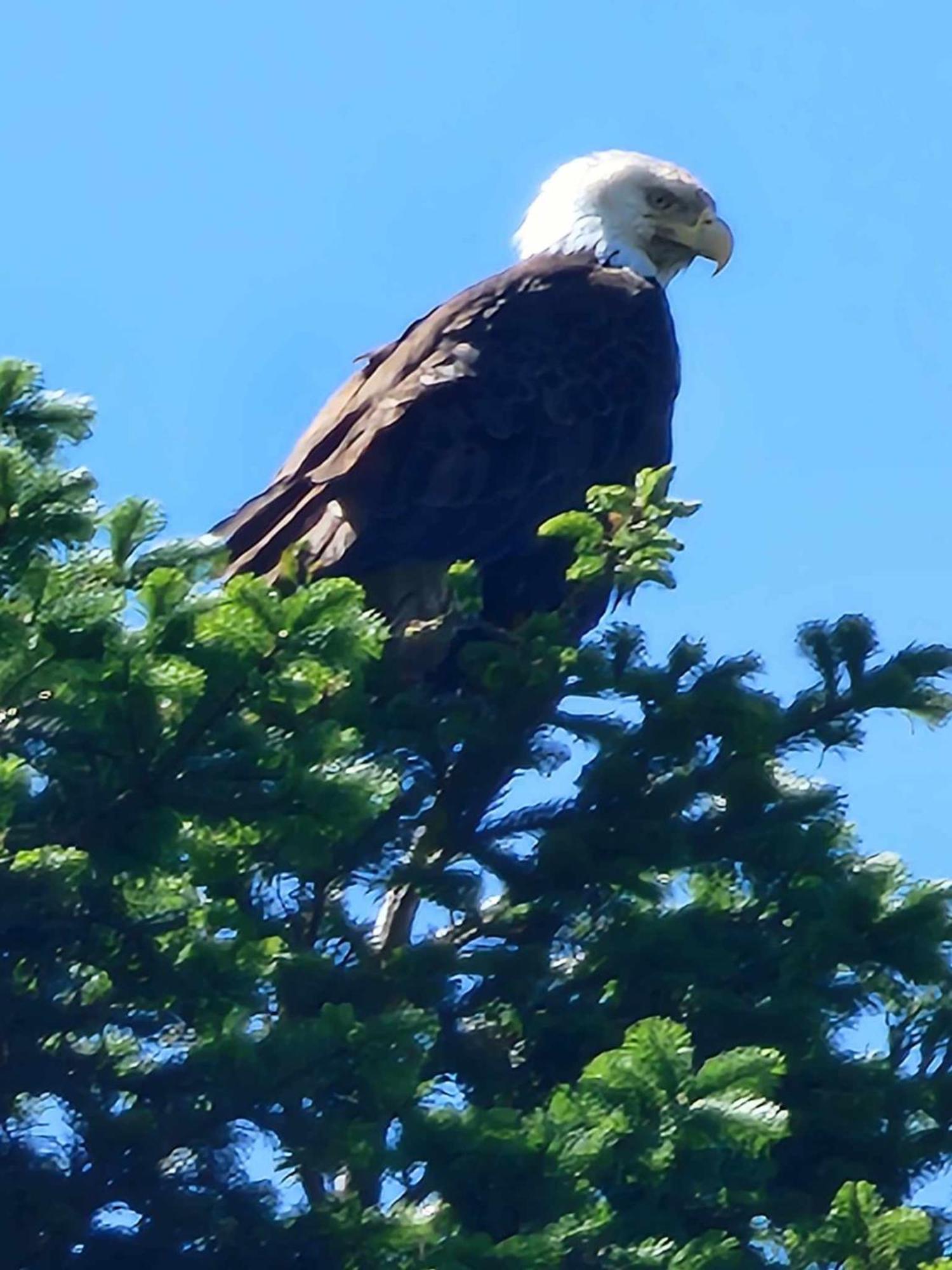 Campbell River Lodge エクステリア 写真
