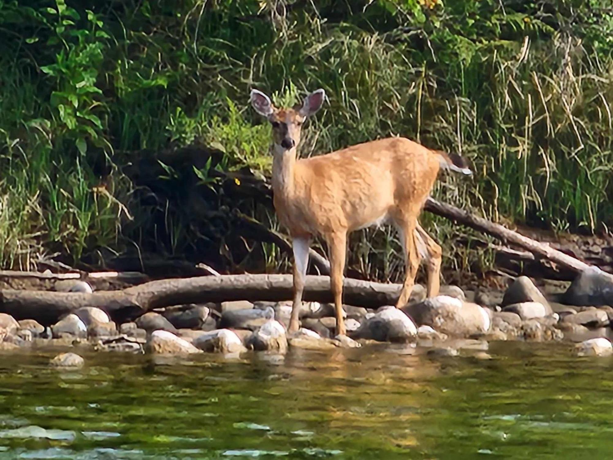 Campbell River Lodge エクステリア 写真