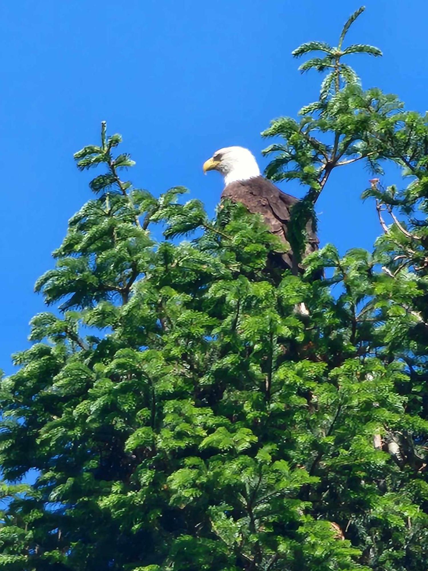 Campbell River Lodge エクステリア 写真